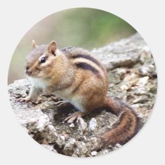 ChipmunkStickers Ronde Sticker