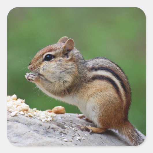 Chipmuntaat Vierkante Sticker (Voorkant)