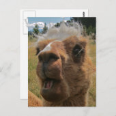 Chipper Alpaca Briefkaart (Voorkant / Achterkant)