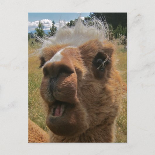 Chipper Alpaca Briefkaart (Voorkant)