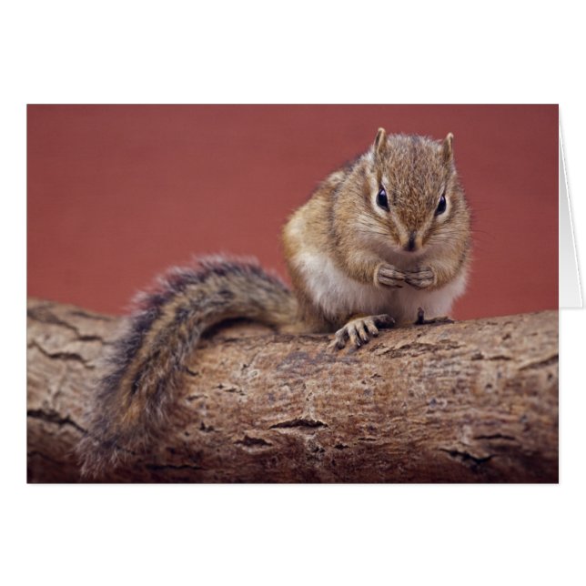 Chippie Card (Voorkant Horizontaal)