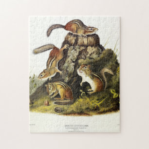 Chipping Eekhoorn ( Eastern Chipmunk ) van Audubon Legpuzzel