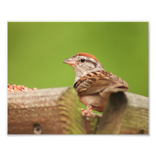 Chipping Sparrow bij Bird Feeder Foto Afdruk (Voorkant)