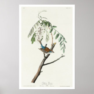 Chipping Sparrow by Audubon Poster