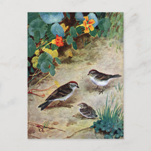 Chipping Sparrow Family en Nasturtiums Briefkaart