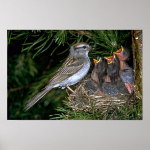 Chipping Sparrow geeft jonge Poster
