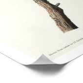 Chipping Sparrow par Audubon Poster (Coin)