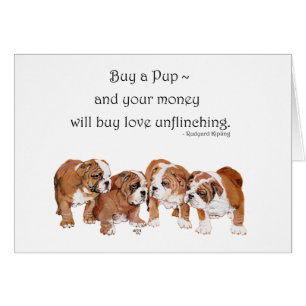 Chippon anglais Bulldog