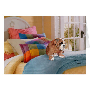 Chippon anglais Bulldog