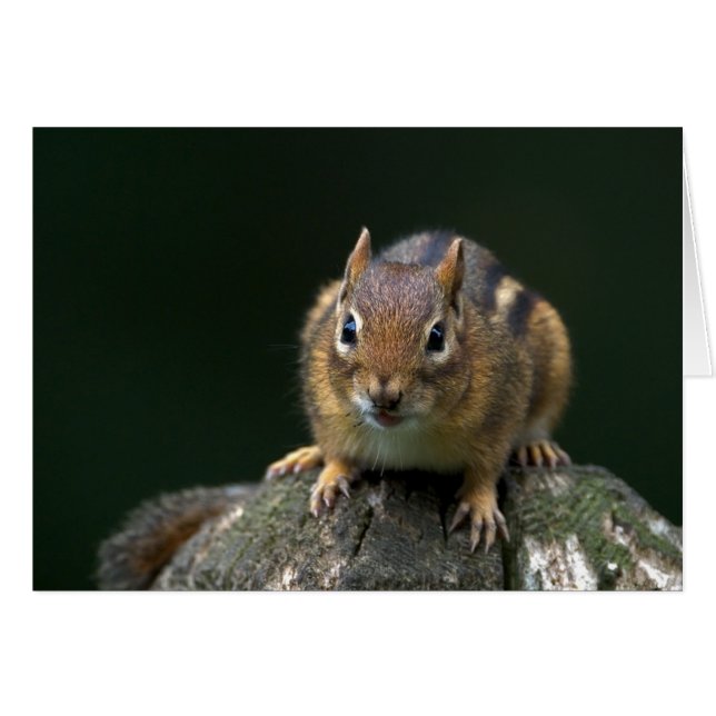 Chippy de Chipmunk (Voorkant Horizontaal)