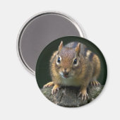 Chippy de Chipmunk magneet (Voorkant / Achterkant)