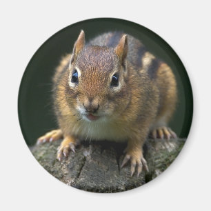 Chippy Le Magnet Chipmunk