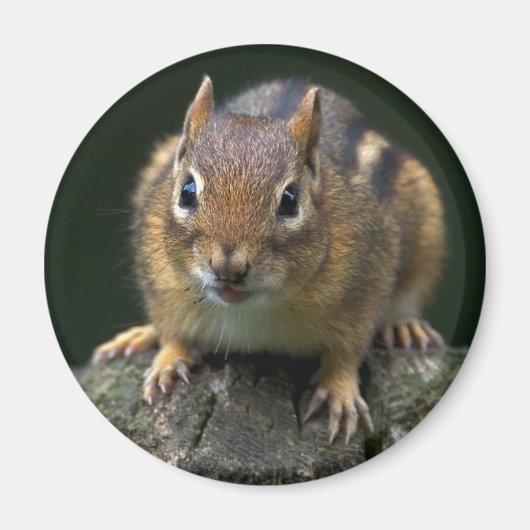 Chippy Le Magnet Chipmunk (Devant)