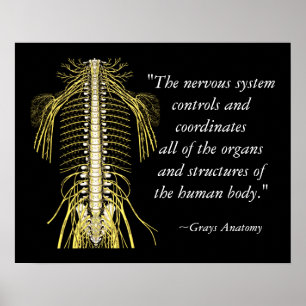 Chiropractische Gezegden & Quotes Nerves Poster