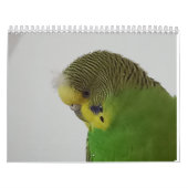 Chirpy Kalender 2024 (Hoes)