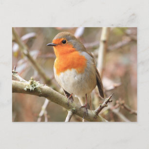 Chirpy Robin Briefkaart