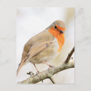 Chirpy Robin Briefkaart