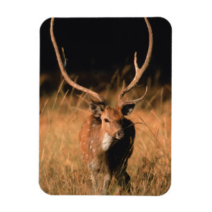 Chital Natural Habitat   Bandhavgar National Park Magneet