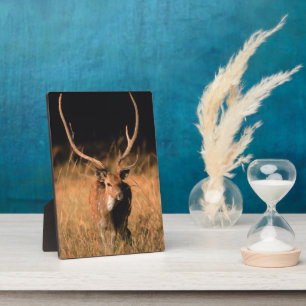 Chital Natural Habitat Nationaal park Bandhavgar Fotoplaat