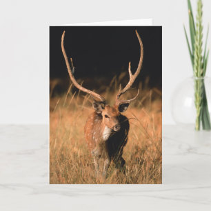 Chital Natural Habitat Nationaal park Bandhavgar Kaart