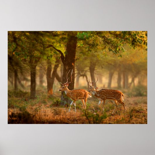 Chital or cheetal, Axis axis, spotted deers or axi Poster (Voorkant)