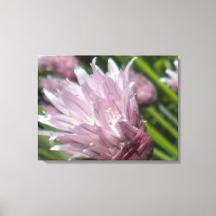 Chive Blossom Canvas Afdruk
