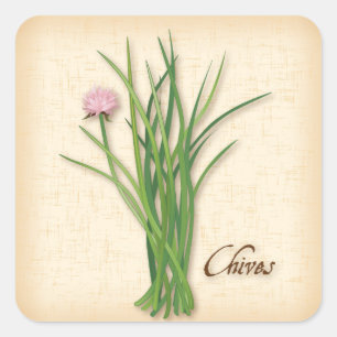 Chives Herb Square Sticker