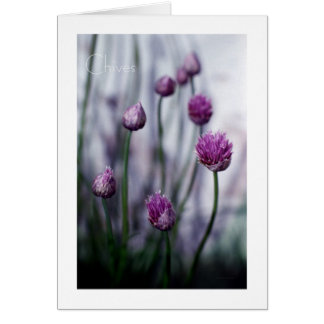 Chives in Bloom