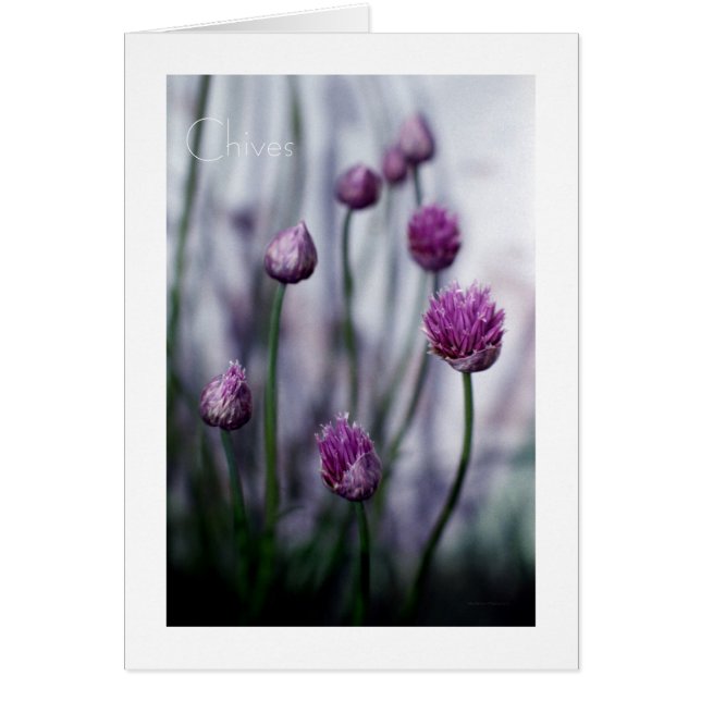 Chives in Bloom (Voorkant)
