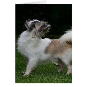 Chiwawa aux cheveux longs regardant