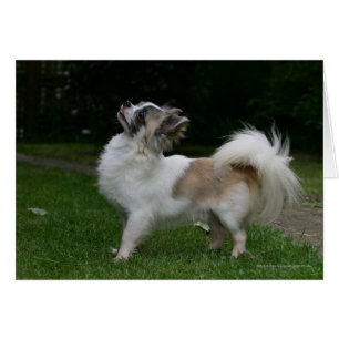 Chiwawa aux cheveux longs regardant