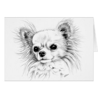 Chiwawa de Longcoat