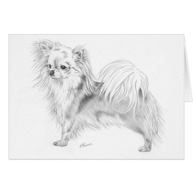 Chiwawa de Longcoat - se tenant (Devant horizontal)