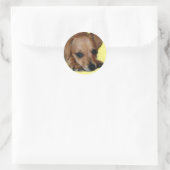 Chiweenie Sticker (Tas)