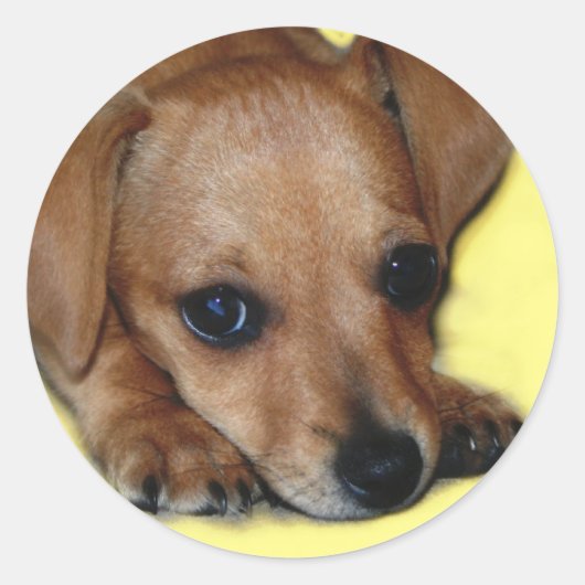 Chiweenie Sticker (Voorkant)