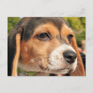 Chloe - Beagle Photo-19 Briefkaart