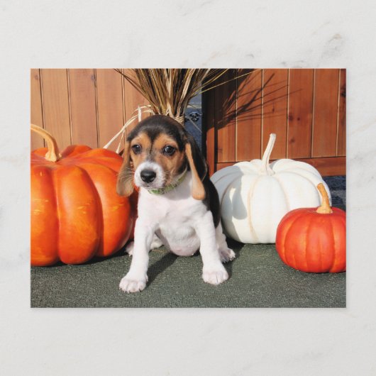 Chloe - Beagle Photo-1 Briefkaart (Voorkant)