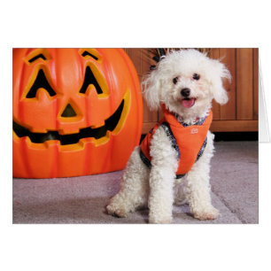 Chloe - Poochon - Foto-10