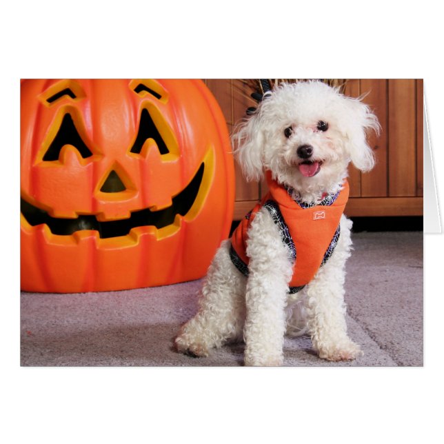 Chloe - Poochon - Photo-10 (Devant horizontal)