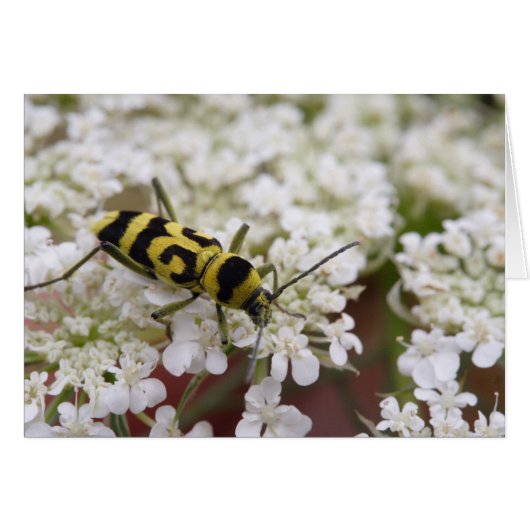 Chlorophorus varius (Voorkant Horizontaal)