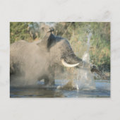 Chobe River, Botswana, Afrika Briefkaart (Voorkant)