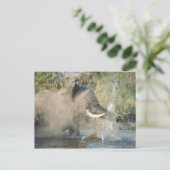 Chobe River, Botswana, Afrika Briefkaart (Staand voorkant)