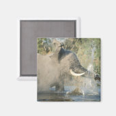 Chobe River, Botswana, Afrika Magneet (Voorkant / Achterkant)