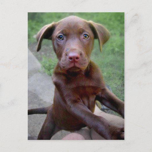 Chocalate Labrador Pittie Puppy Expling Briefkaart (Voorkant)