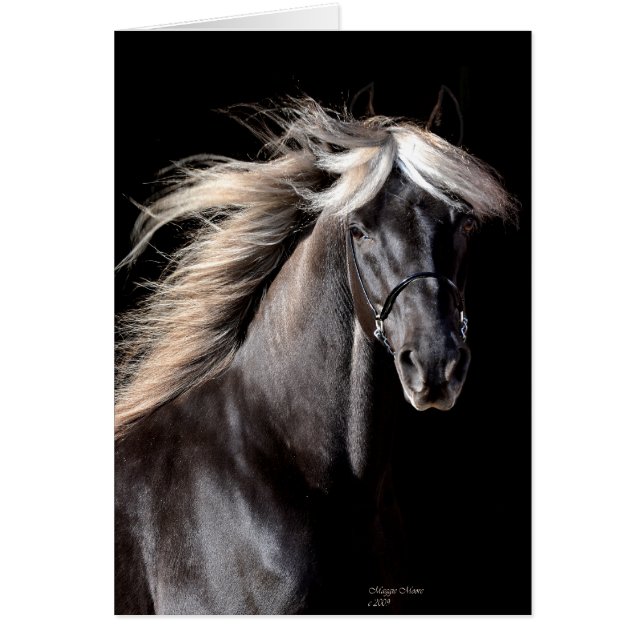Choco Rocky Mountain Horse (Voorkant)