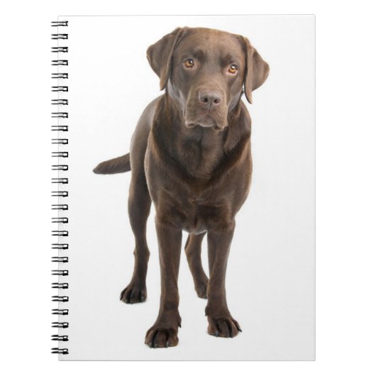Chocolade Brown Labrador Retriever Puppy notebook Notitieboek (Voorkant)