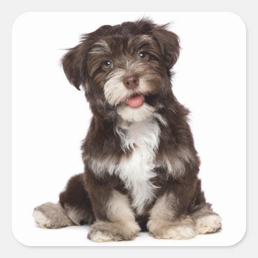 Chocolade Bruin & Wit Havanese Puppy Dog Sticker (Voorkant)