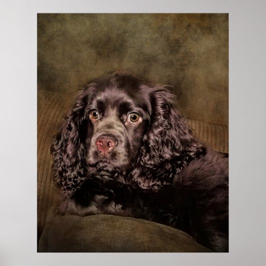 Chocolade Cocker Spaniel Poster (Voorkant)