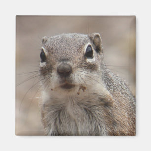 Chocolade Donut Face Squirrel Magnet Magneet