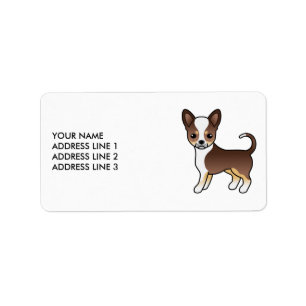 Chocolade Driekleurige Gladharige Chihuahua Mooie Etiket